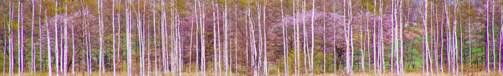 十勝の風景1569  白樺並木と桜2P