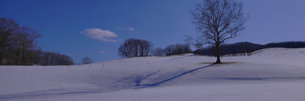 十勝の風景2013　雪原の牧場P