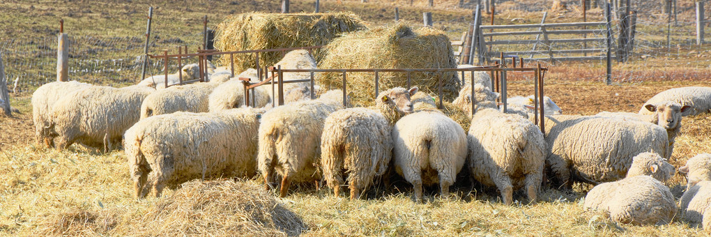 十勝の風景273　春の羊牧場
