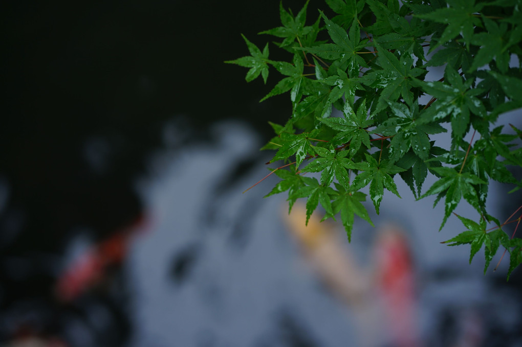 雨にぬれて