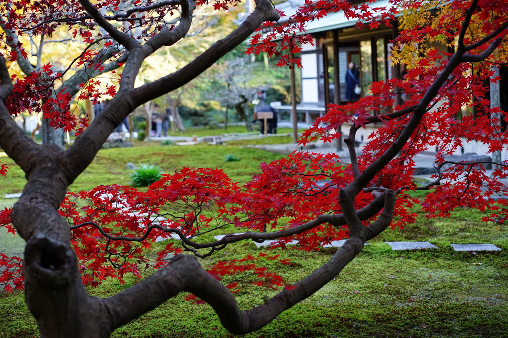 紅葉の鎌倉散策