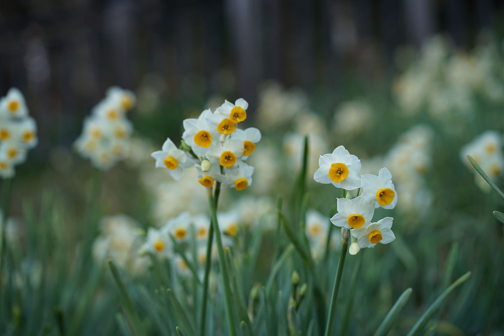 冬の花