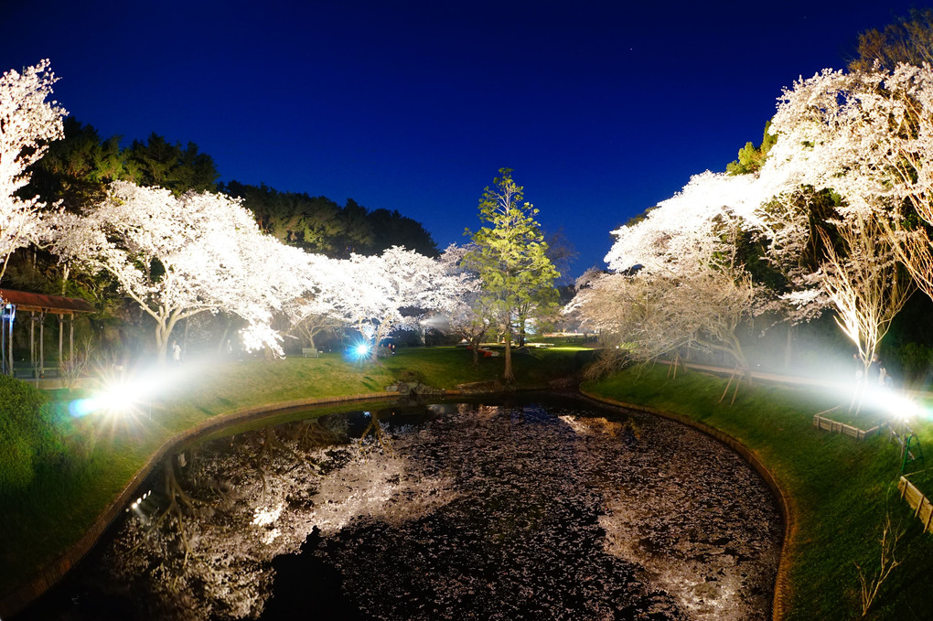 Night view by Cherry blossoms