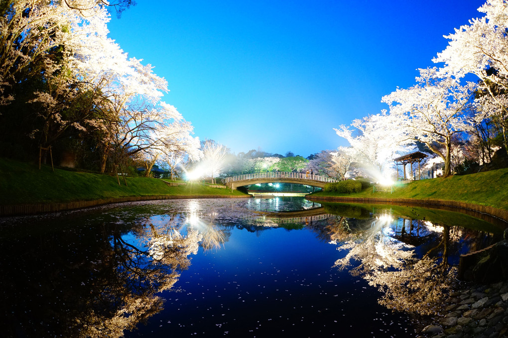 Night view by Cherry blossoms