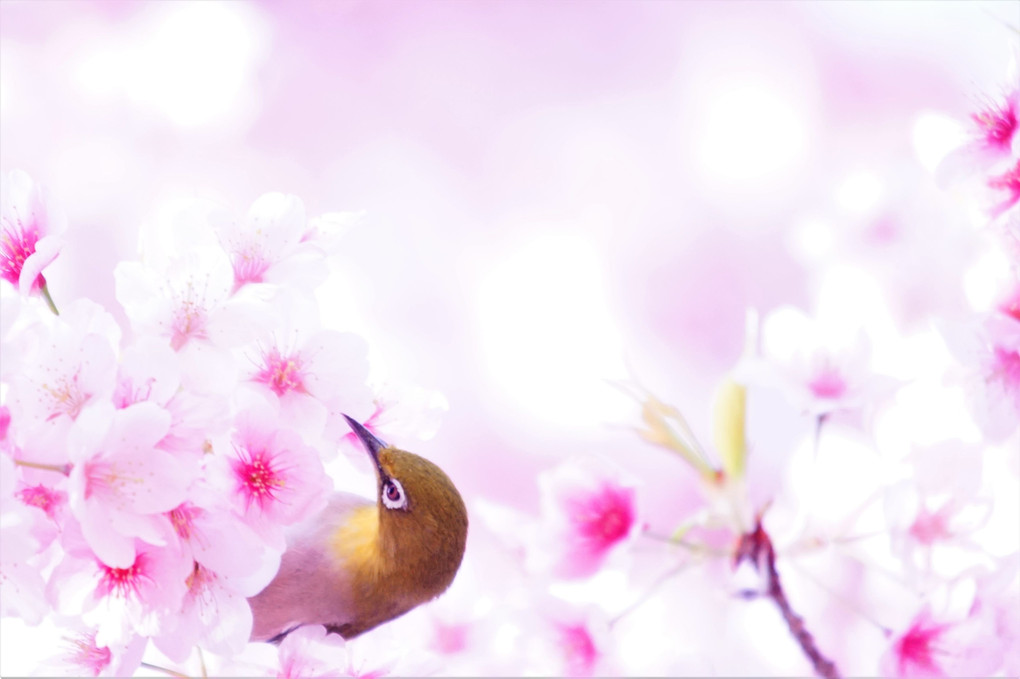 SAKURA-MEJIRO Ⅳ