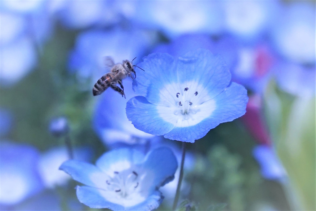 Nemophila-Bee Ⅴ