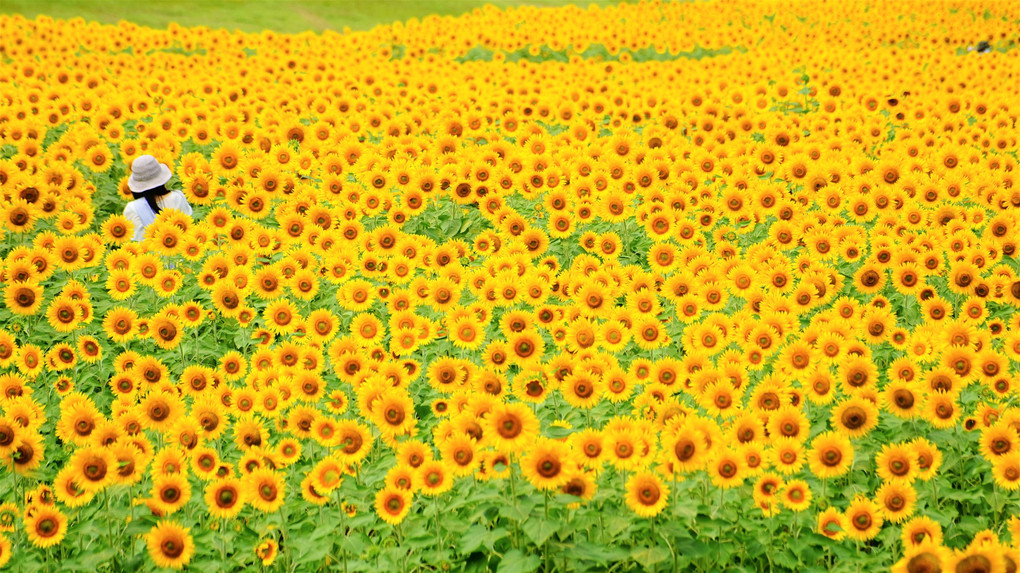 Sunflowers viewpoint 2021 Ⅱ
