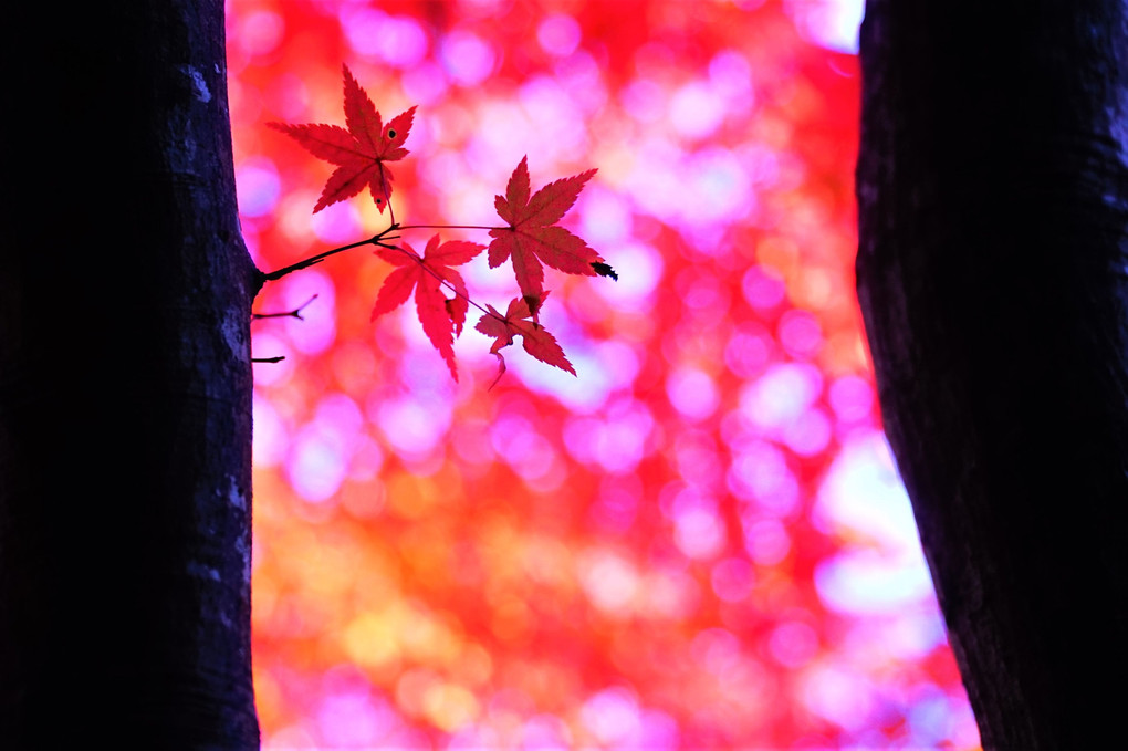 Red leaves Ⅱ