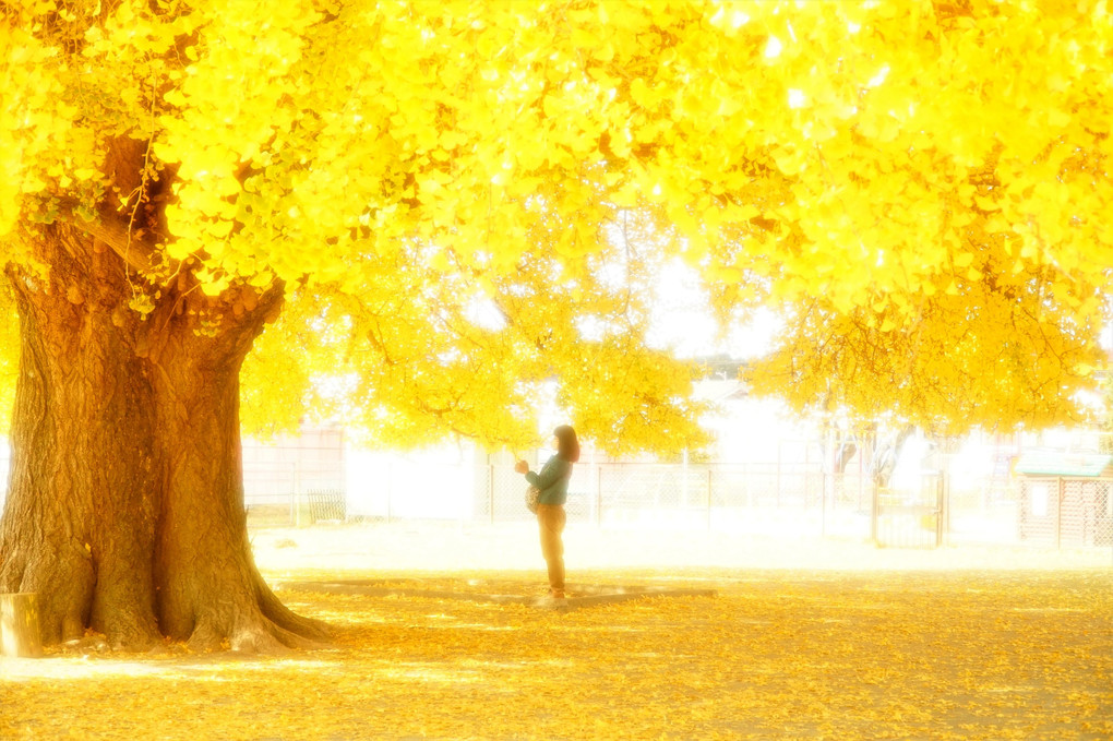 Yellow leaves 2022 Ⅱ