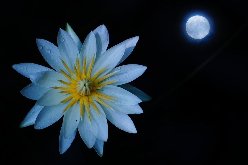 Super Blue Moon & Water Lily
