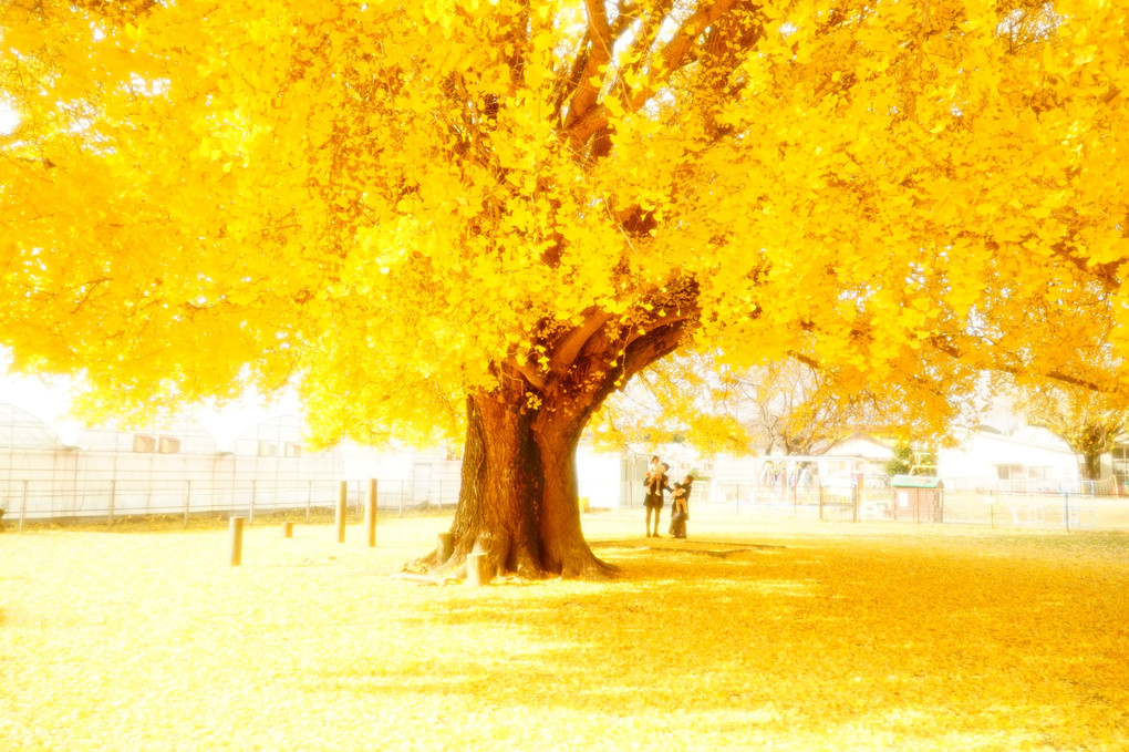 Yellow leavesⅡ ~黄金の葉に包まれて~