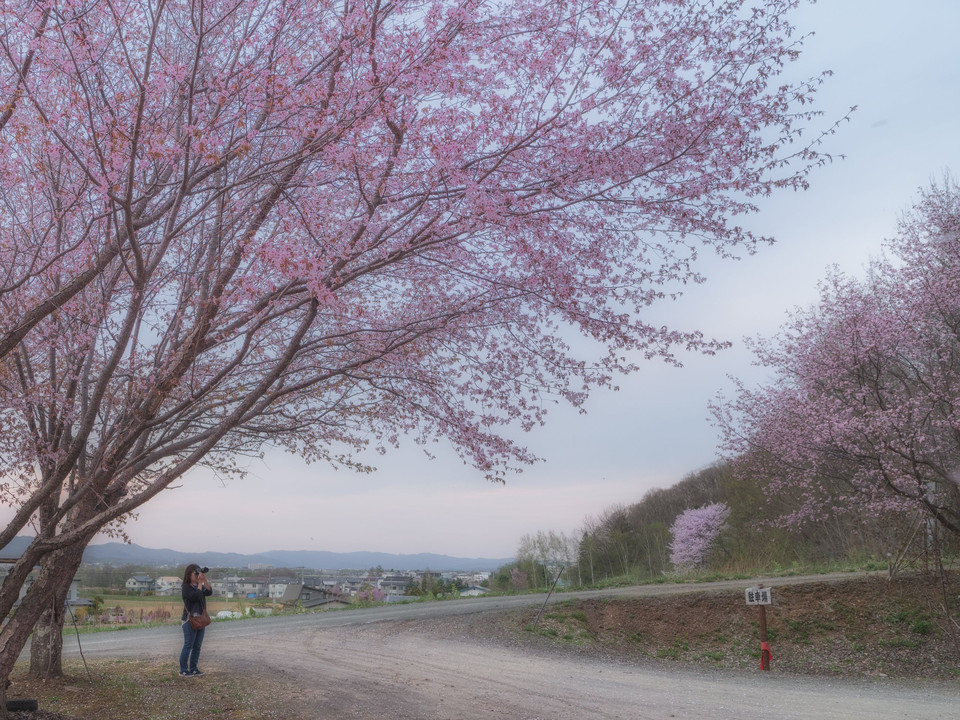 信善光寺の桜