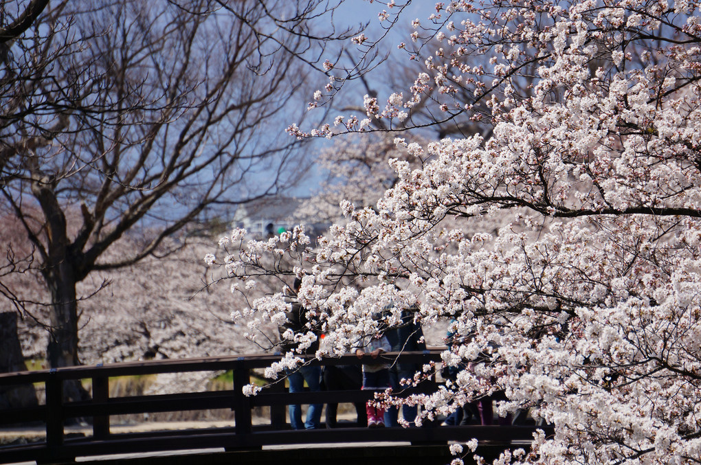 長野県　松本城の桜