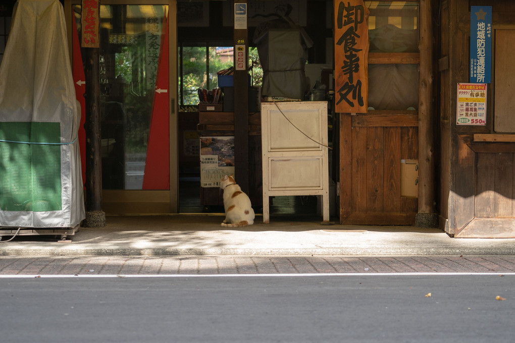 ネコさん日和