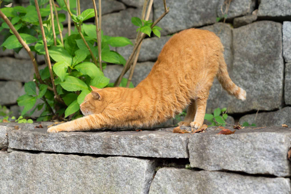 のってるネコさん