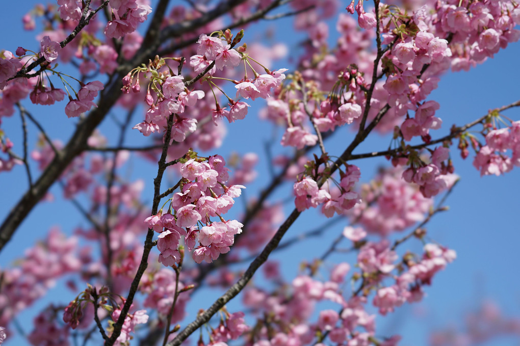 満開の安行の桜！！