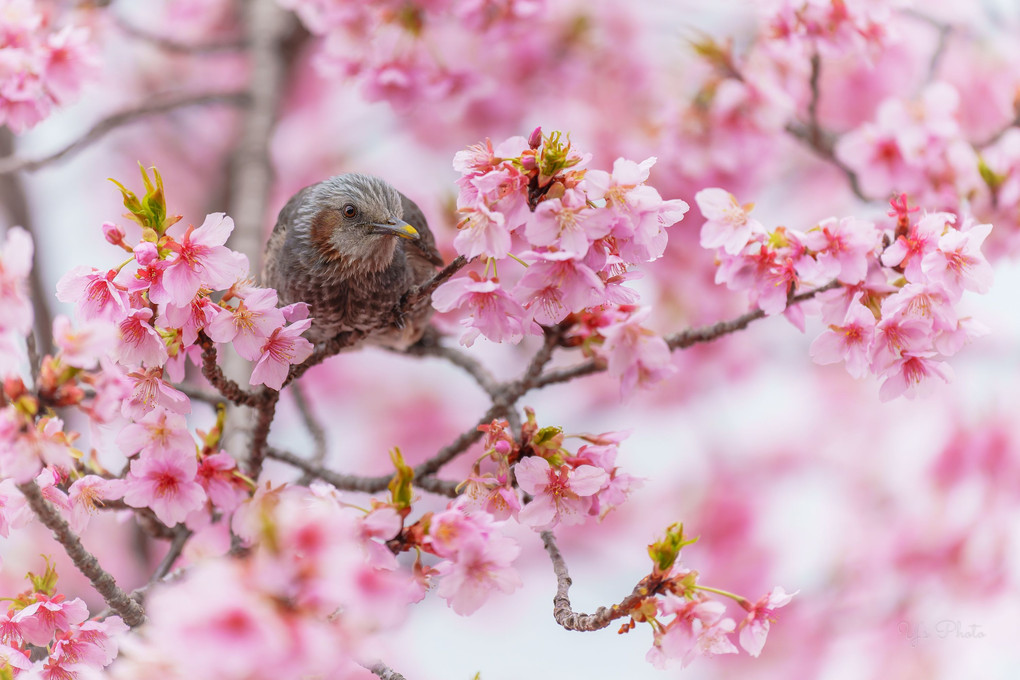 河津桜回廊と小鳥達