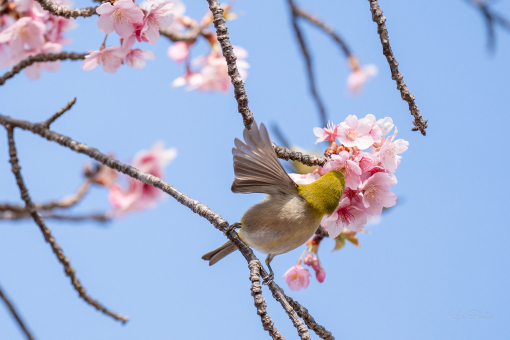 河津桜回廊と小鳥達