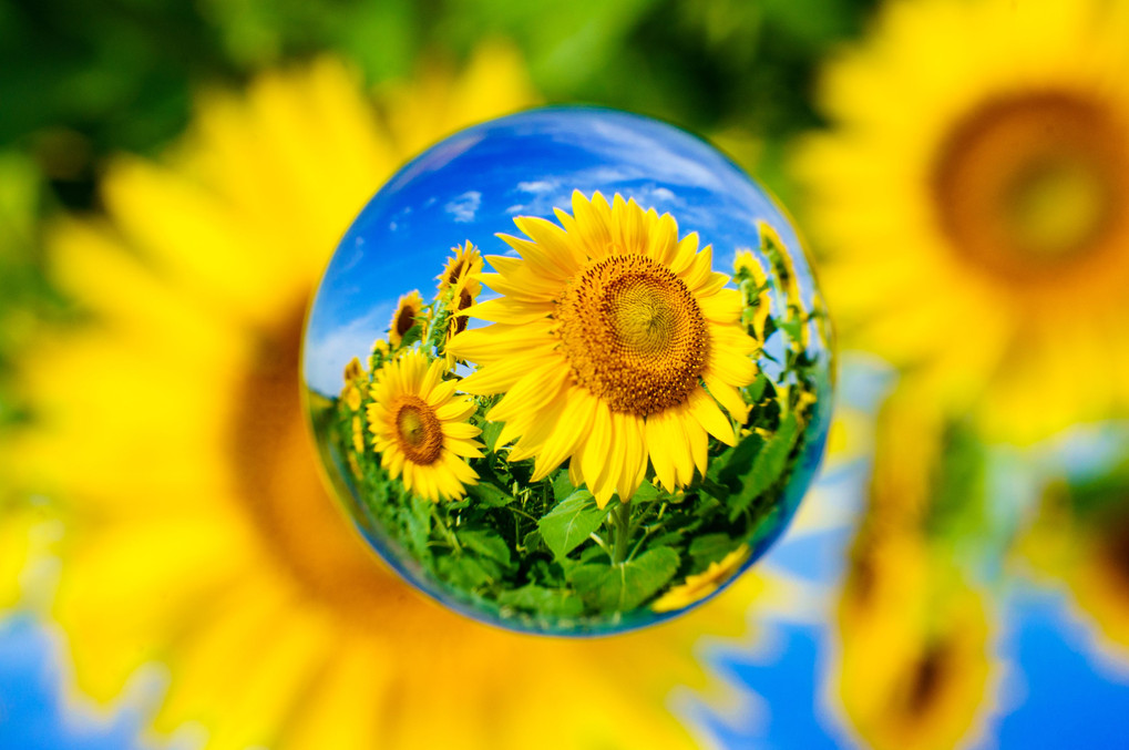 Sunflower Sphere2