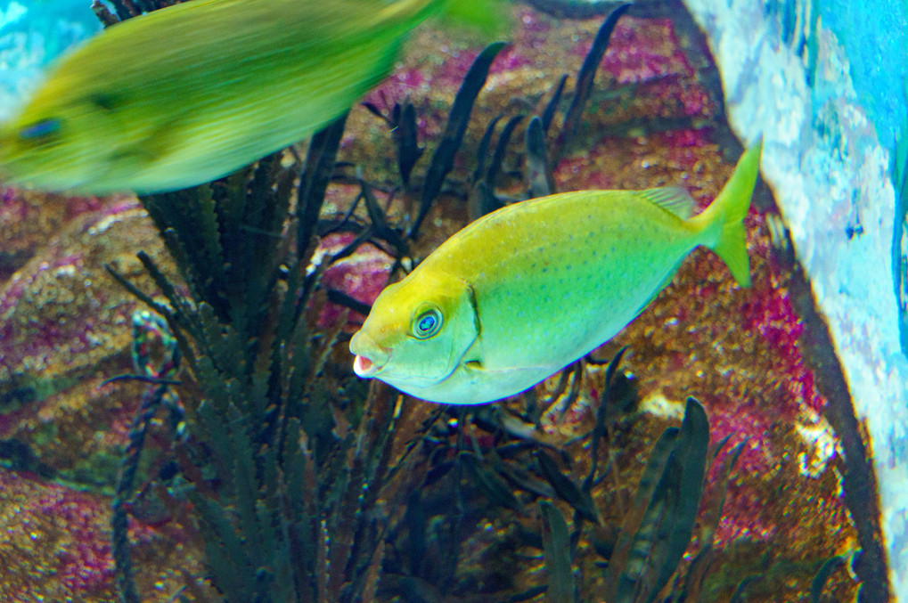 水族園にて