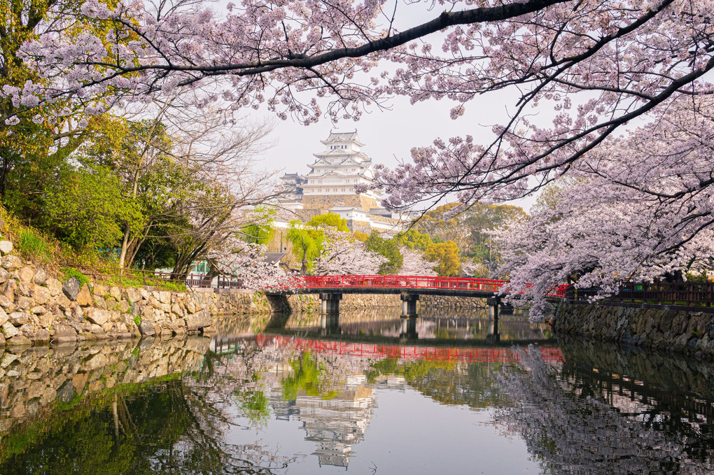 姫路城と桜2021