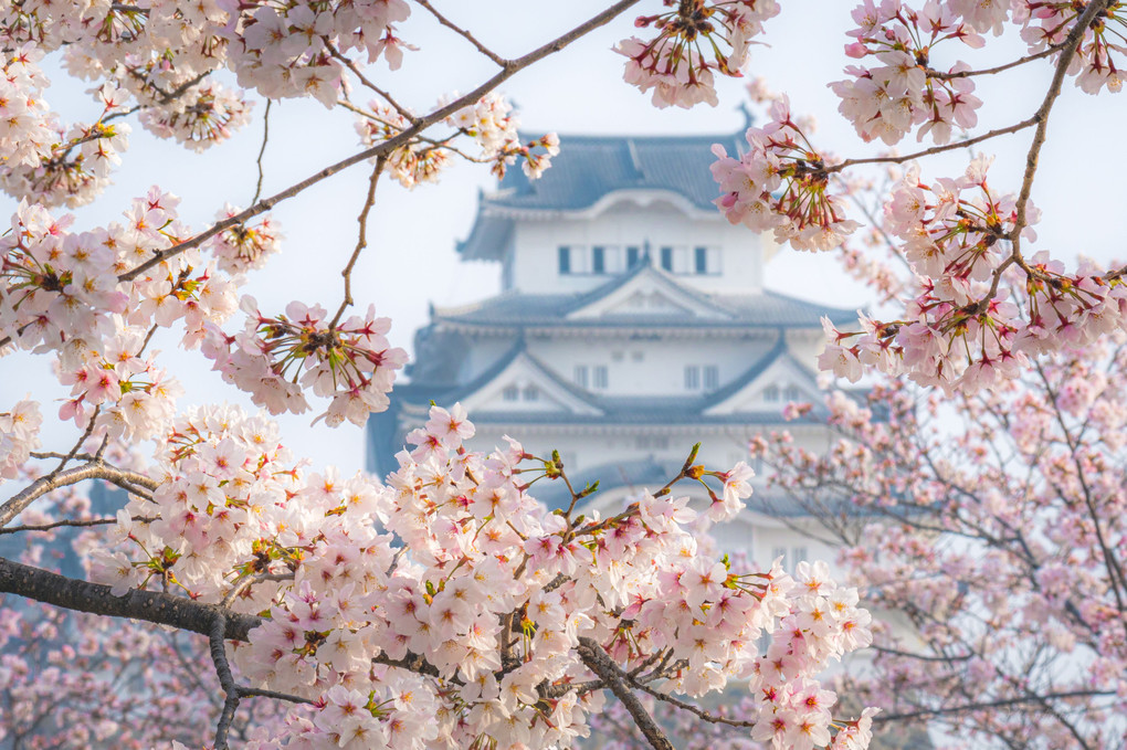 姫路城と桜2021