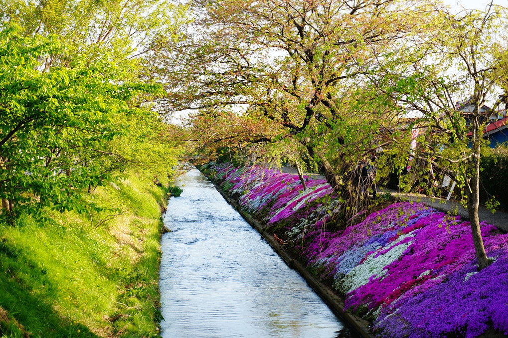 川沿いの芝桜