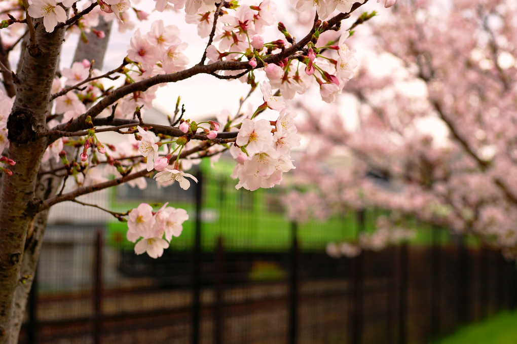 線路沿いの桜。