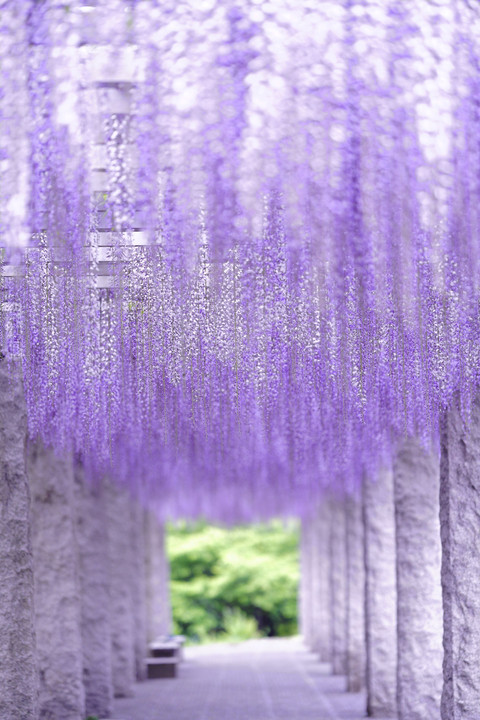 Purple Shower☆