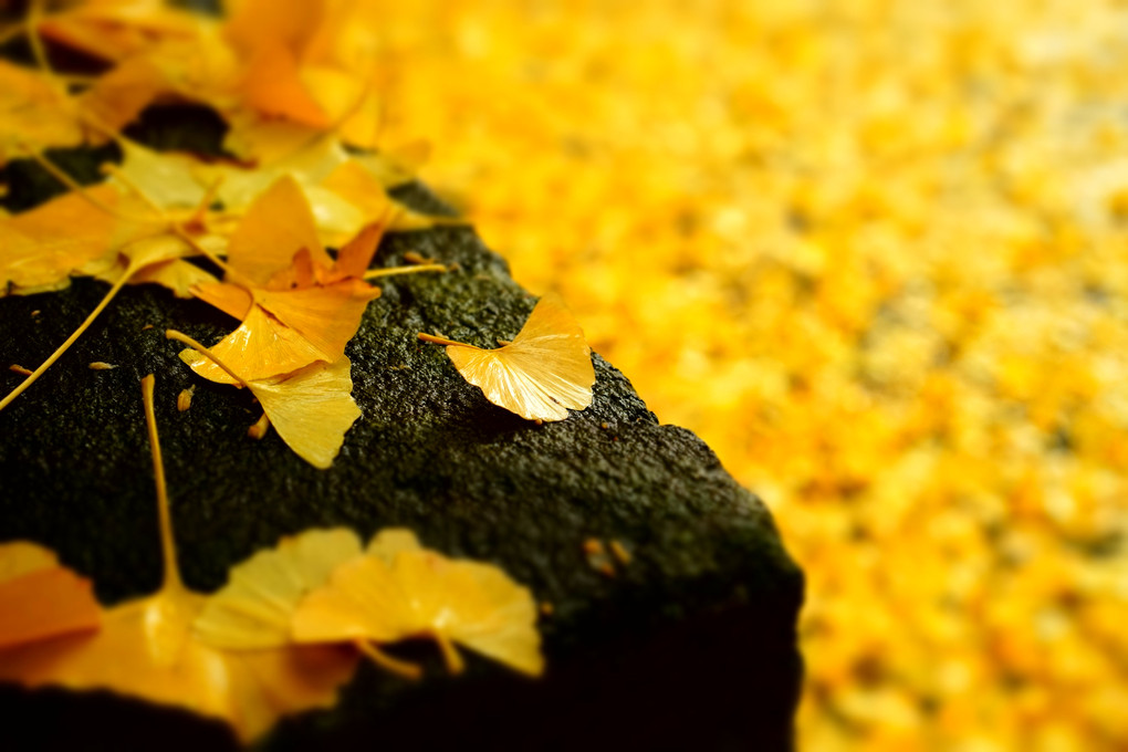 Yellow　Autumn