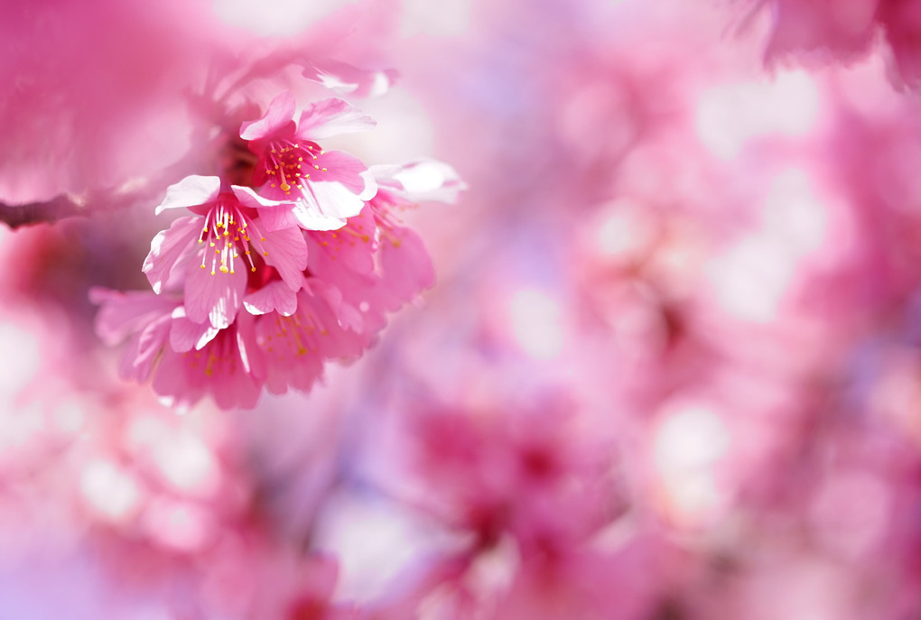 Pink spring ♡