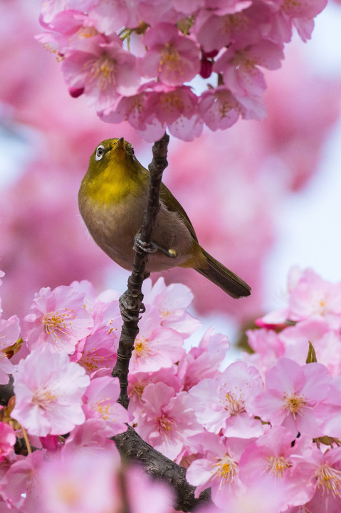 メジロ×河津桜