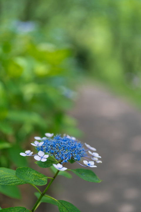 紫陽花'22