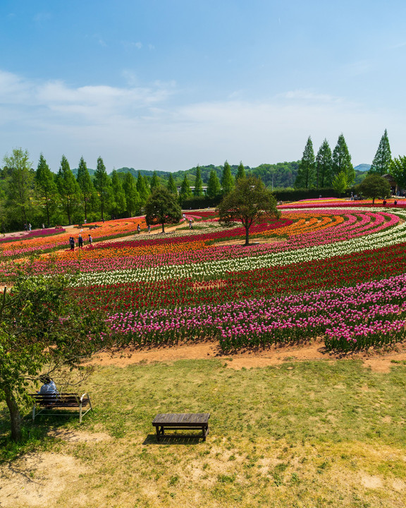 世羅高原の春