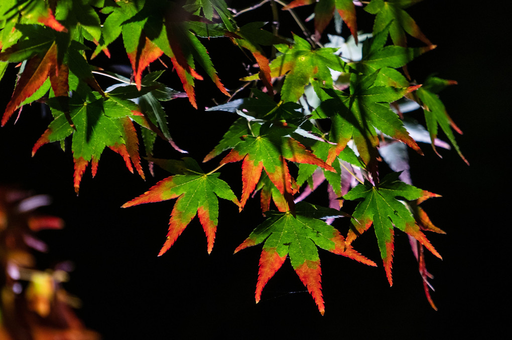 幻想庭園 '18秋Ⅱ