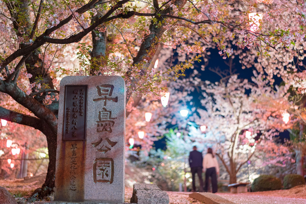 早島公園の桜