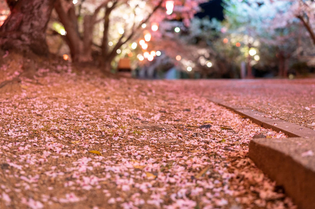 早島公園の桜