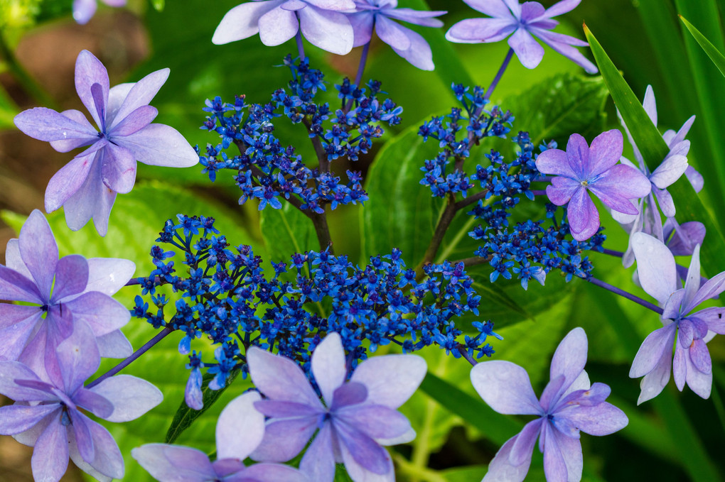 望遠デ紫陽花