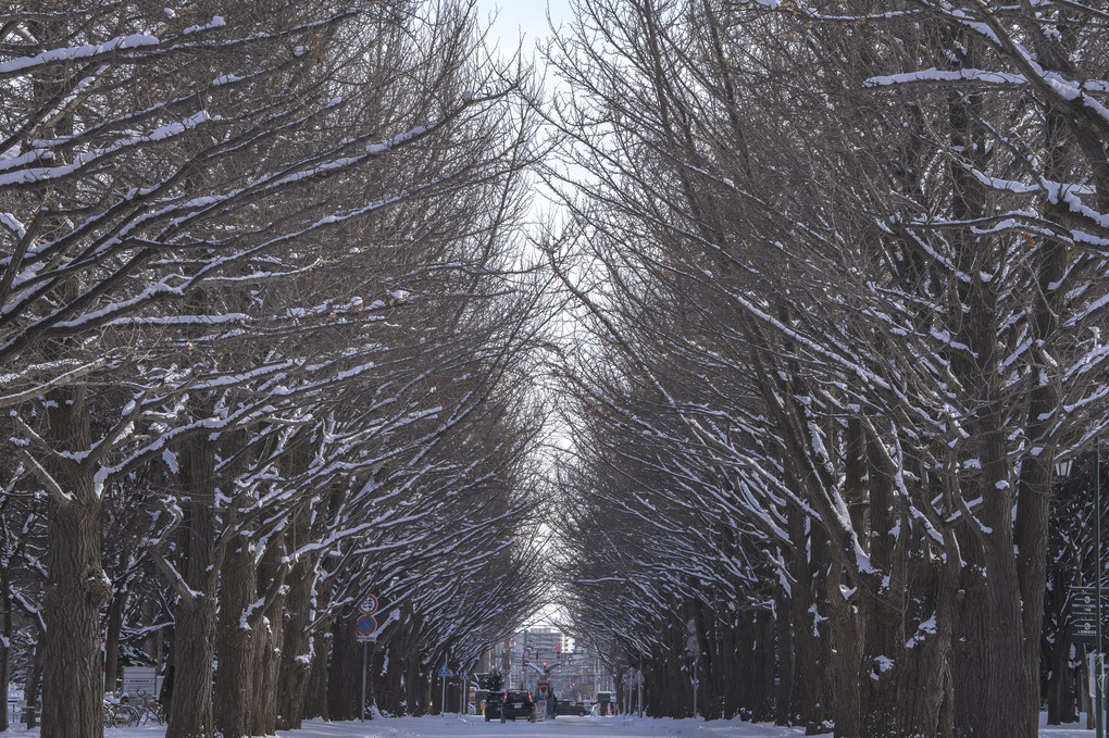 冬の北大銀杏並木