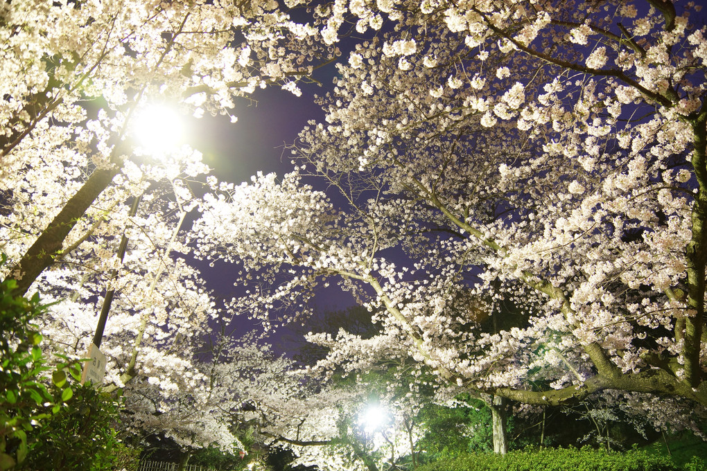 夜桜