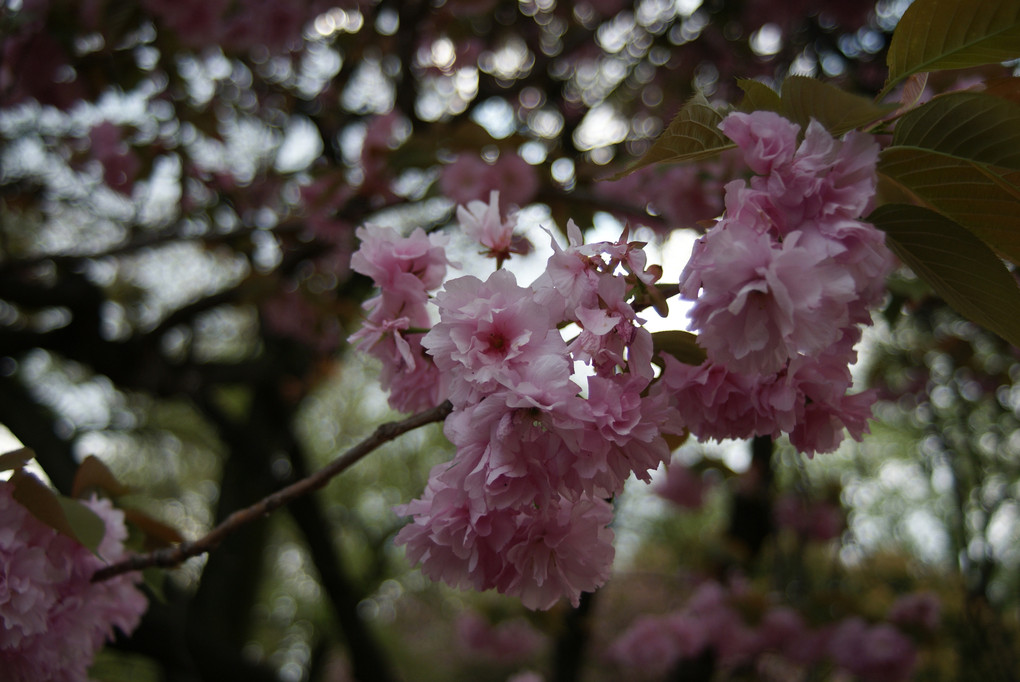 SAKURA LAST !? ～新宿御苑～