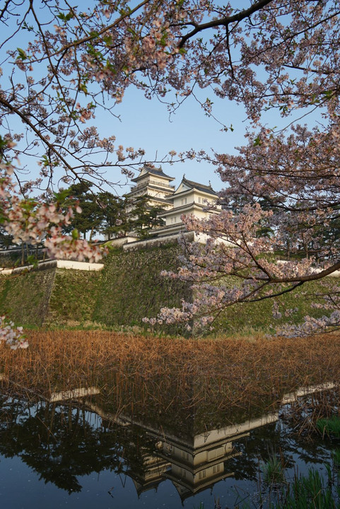 島原城と桜