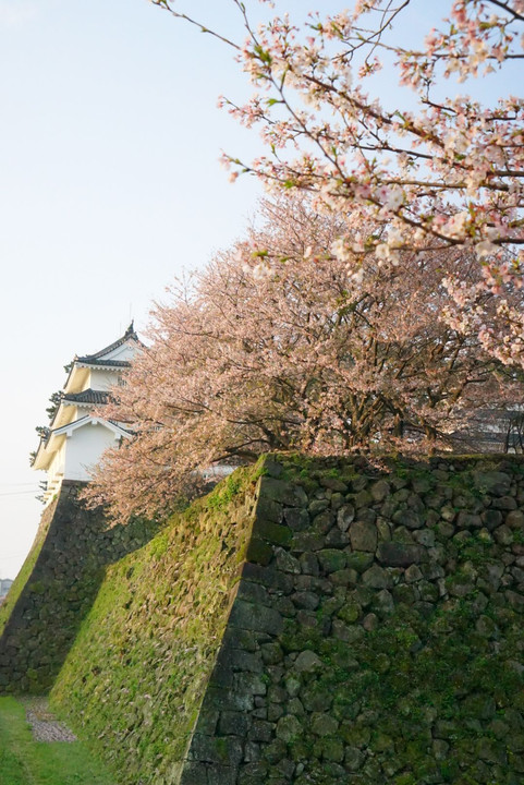 島原城と桜