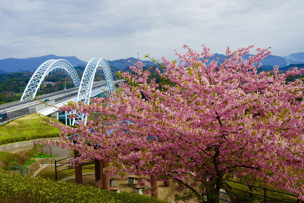 西海橋と河津桜