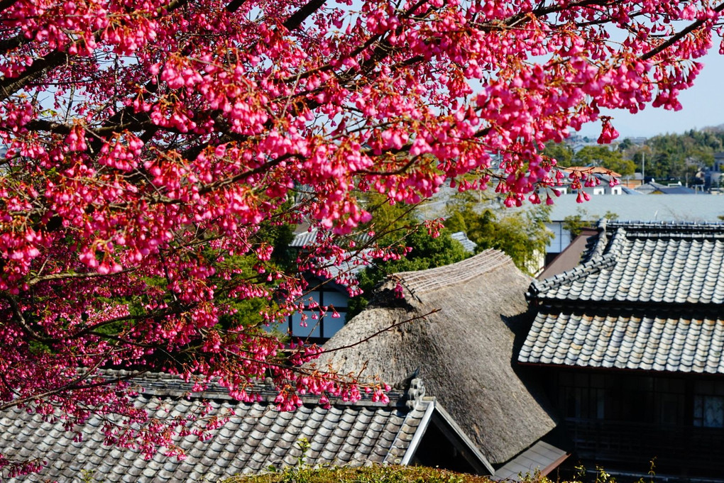 鍋島邸の緋寒桜