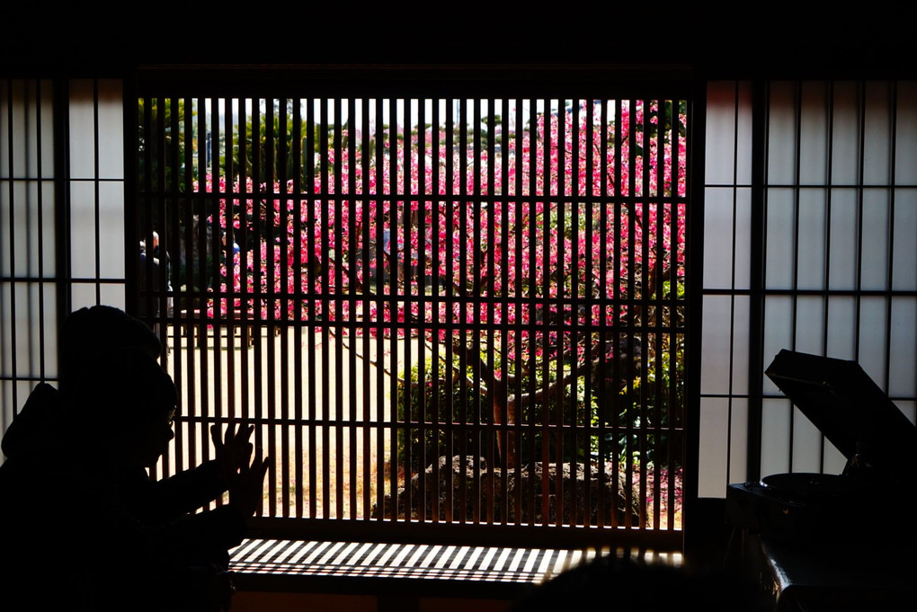 鍋島邸の緋寒桜
