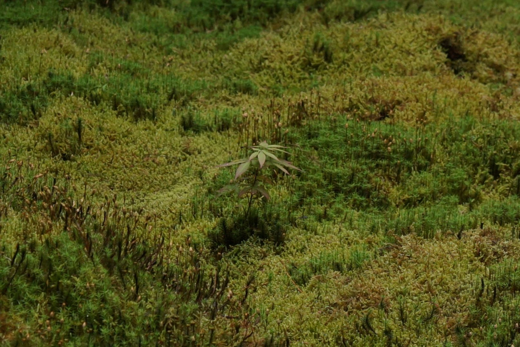 瑠璃光院