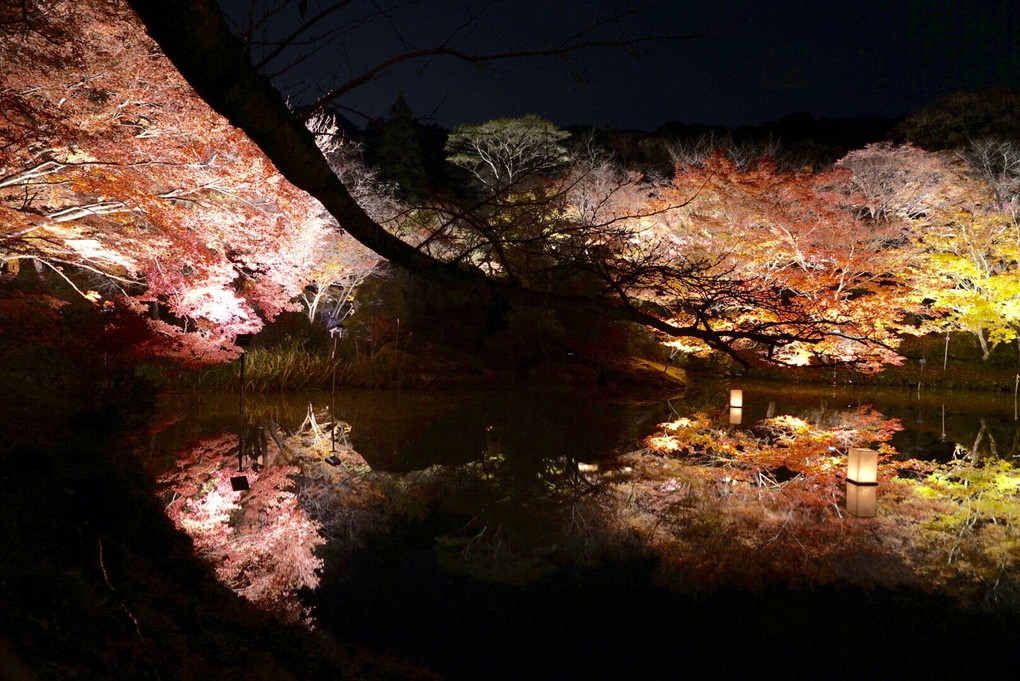 御船山楽園の紅葉ライトアップ