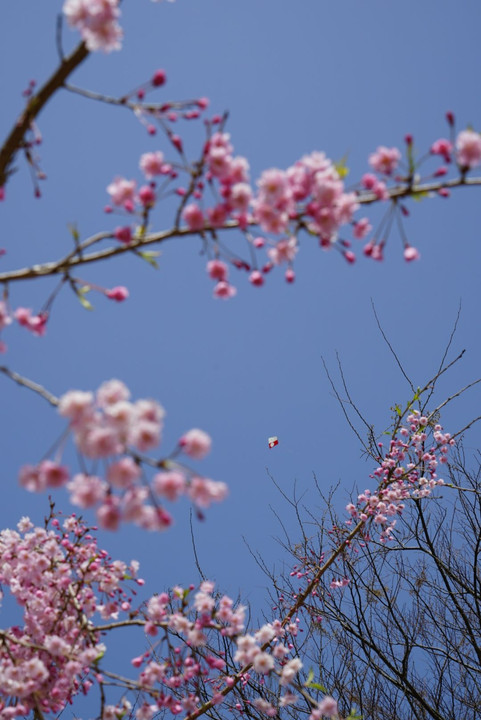 青空の下に揚がるハタと桜