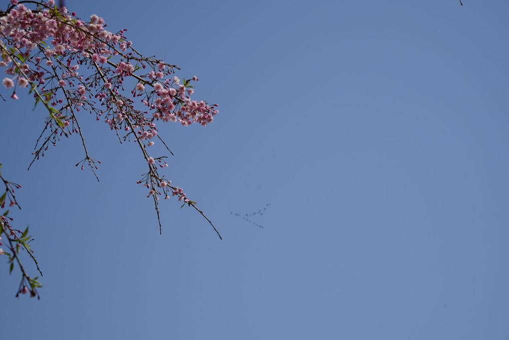 北帰行のナベヅル(？)と桜、ハタ